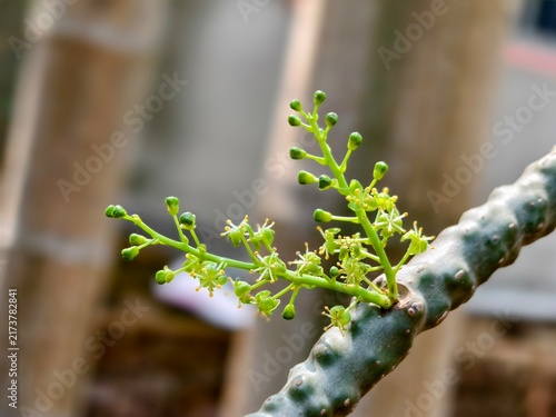 Tinospora cordifolia commonly known as giloy and guduchi is budding inflorescence through its stem macro image