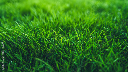 Wide view of fresh green grass field in bright daylight showing natural texture and depth