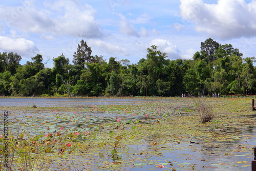 Obraz na plátně Pink Lotus Flowers Blooming on Jayatataka Baray Lake at Neak Pean Temple, Siem R