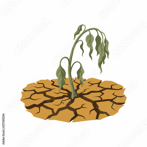 Wilted dead plant on dry cracked soil drought climate change concept