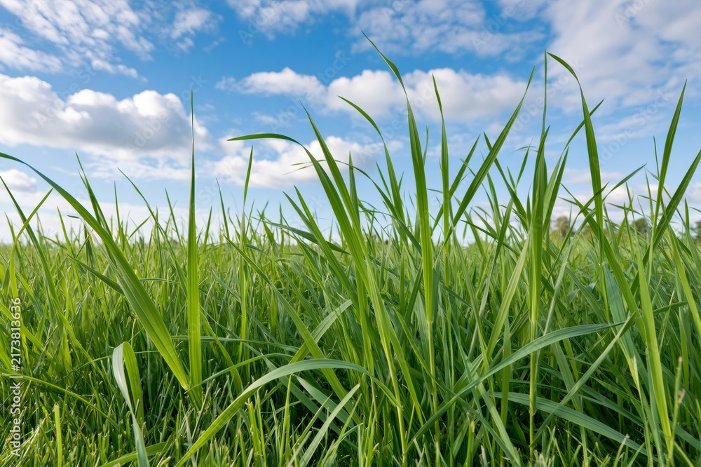 Fototapeta premium Green grass field growing under blue sky