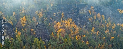 Autumn sandstone rocks with yellow birches with fog-canyon Elbe. Czech Republic-Panorama