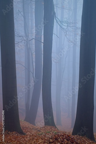 tall beech tree trunks in autumn forest with mist and fallen colored leaves
