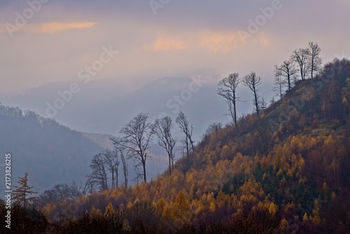 silhouettes of tall trees in autumn color landscape