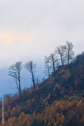 Silhouettes of fallen deciduous trees on a sloping slope in autumn colorful landscape