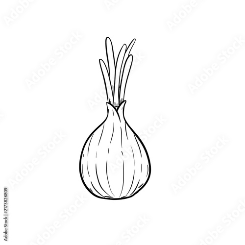 onion digital drawing illustration isolated