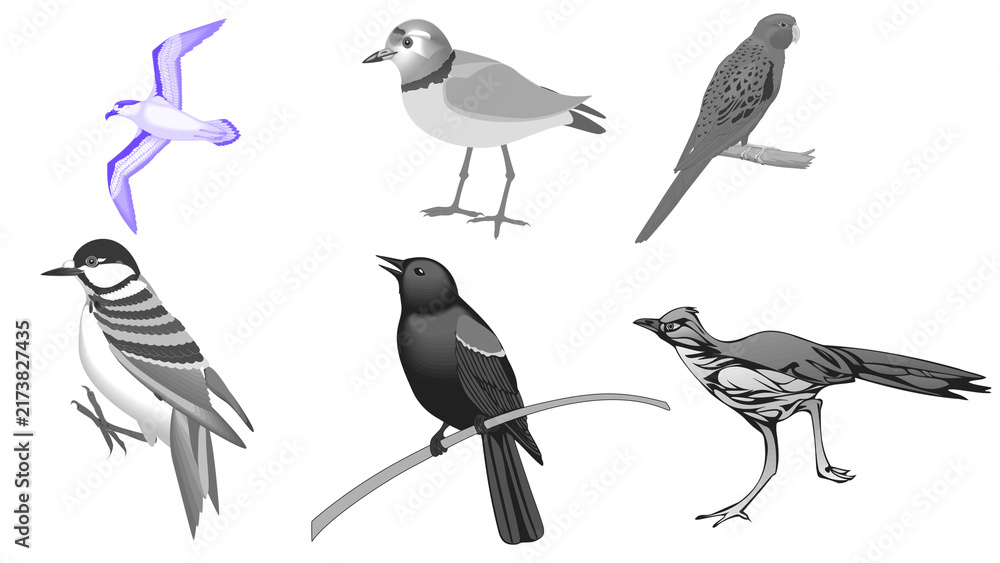 Obraz premium Set of Different Bird Species Vector Illustration Collection