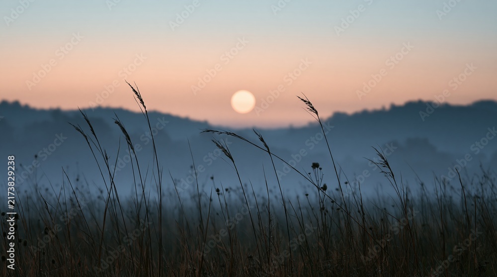 Obraz premium Silhouette of tall grass in misty morning landscape