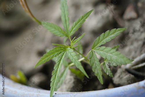 Konstfotografi Cannabis sativa common names are Cannabis Sativa, Marijuana, Hemp, Weed, Ganja, Pot, Herb, Mary Jane, Bhang and scientific name is Cannabis sativa