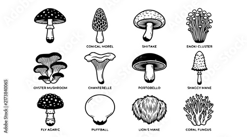 Mushroom set with detailed line art featuring morel, shiitake, enoki with chanterelle and portobello