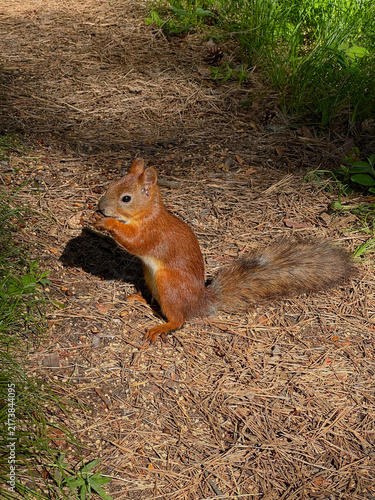 Canvastavla A bright red squirrel sits eating on a forest path strewn with pine needles; a p