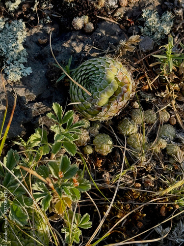 Obraz na płótnie Wild succulents growing on rocks, top view. Mountain vegetation