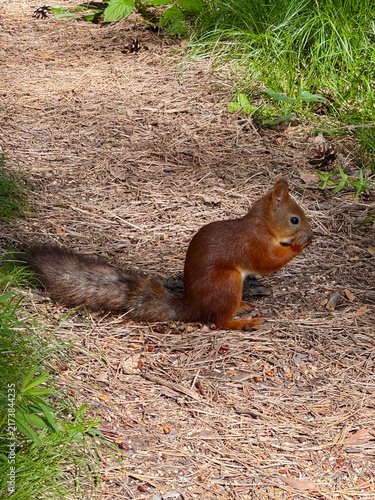Принти на полотні A bright red squirrel sits eating on a forest path strewn with pine needles; a p