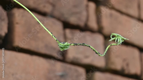 Black Aphids Infesting Green Vine Stem. a cluster of tiny, dark sap-sucking insects known as aphids, blackfly or black aphids gathered along a tender green plant stem.
