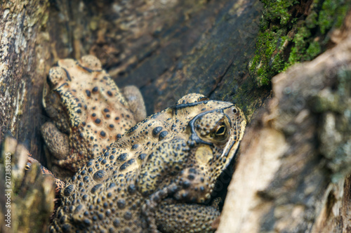 Картината върху платно Close up of a bumpy toad camouflaged inside a hollow mossy tree trunk in nature