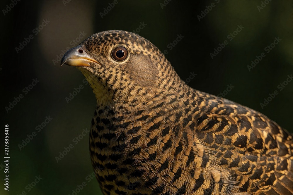Fototapeta premium Female capercaillie bird with patterned feathers rests in Finnish forest. This wild hen camouflages itself amongst summer green plants. Wildlife photography captures natural habitat and animal.