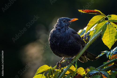 Close up portrait of a wild blackbird resting on a twig