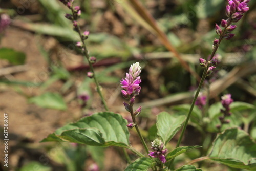 False amaranth (Digera muricata) pink flowers and seeds 
