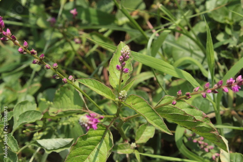 False amaranth (Digera muricata) pink flowers and seeds 
