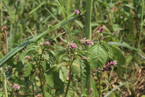 False amaranth (Digera muricata) pink flowers and seeds 
