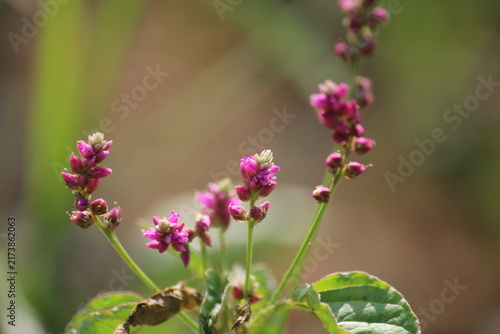 False amaranth (Digera muricata) pink flowers and seeds 