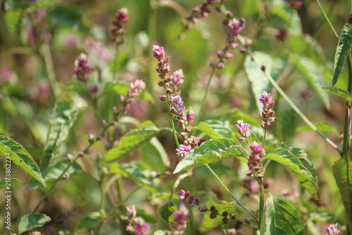 False amaranth (Digera muricata) pink flowers and seeds 