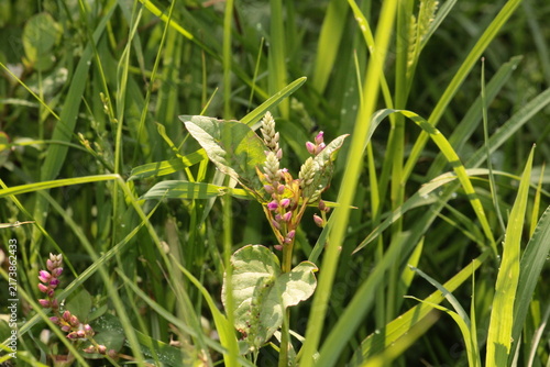 False amaranth (Digera muricata) pink flowers and seeds 