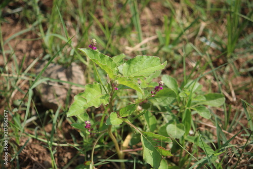 False amaranth (Digera muricata) pink flowers and seeds 