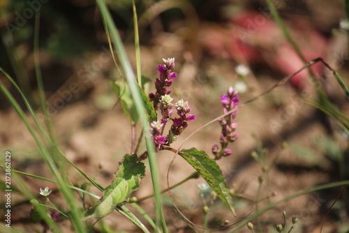 False amaranth (Digera muricata) pink flowers and seeds 