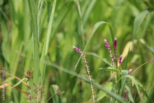 False amaranth (Digera muricata) pink flowers and seeds 