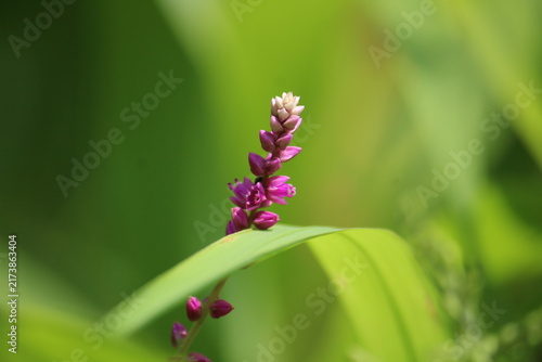 False amaranth (Digera muricata) pink flowers and seeds 
