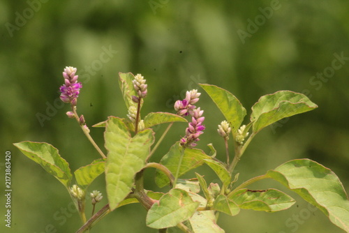 False amaranth (Digera muricata) pink flowers and seeds 