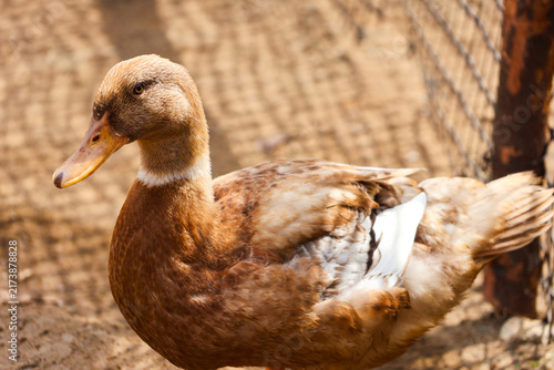 Canvastavla Lone Brown Duck with Orange Bill and Webbed Feet