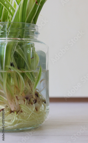 Close Up Of Spider Plant Roots in Glass Jar
