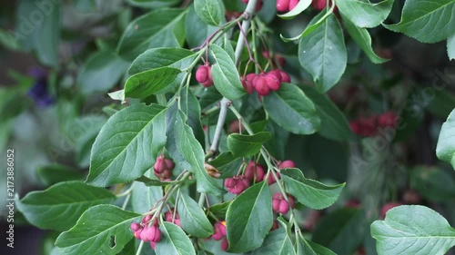European spindle tree with pink berries gently swaying