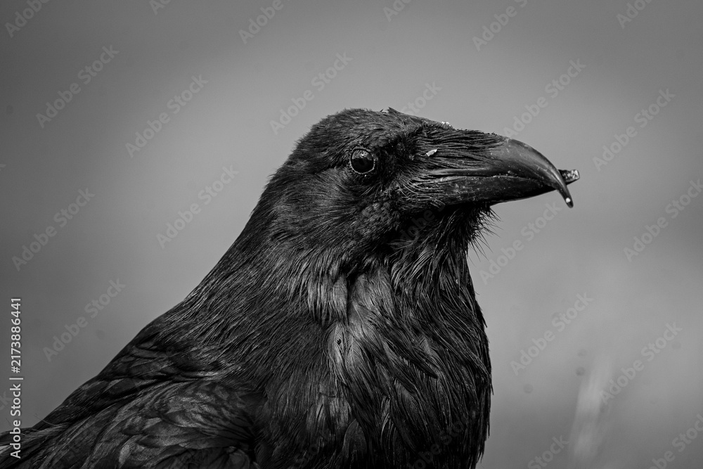 Naklejka premium raven on the ground