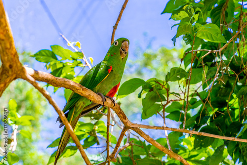 Brazilian Green Parrot Red Wings Perched On Branch Tree Canopy Brazil.
