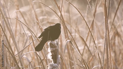 4k slow motion video of a Red-Wing Blackbird as it turns around on its perch and calls while its breath forms clouds that drift behind it in the early morning winter light.