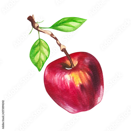 Apples with leaves and branches isolated on white. Hand-painted watercolor fruit and botanical elements for food packaging, textile, fabric, menu, branding and design.