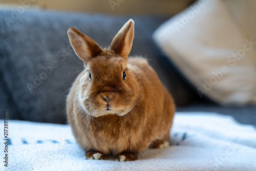 Obraz na płótnie Brown Satin dwarf rabbit sitting on blanket and looking at camera