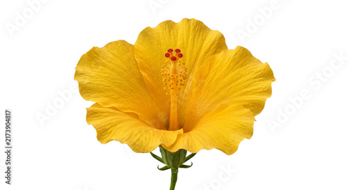 фотографія Vibrant yellow hibiscus flower with delicate petals and stamen on white backgrou