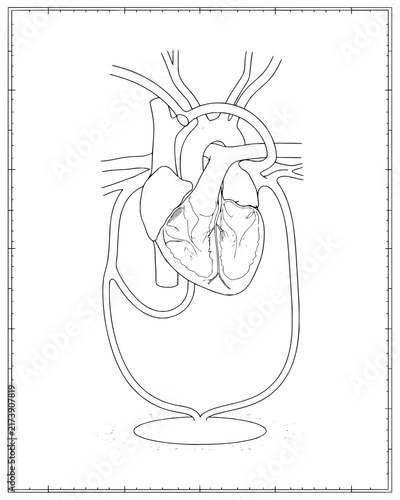 Schematic line drawing of the human heart and circulatory system showing blood flow pathways