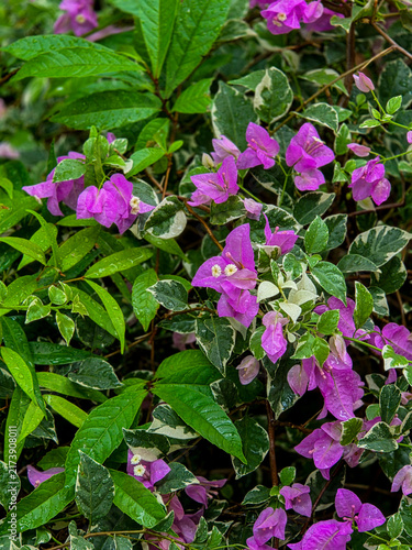 Focus shot of Bougainvillea with variegated leaves after rain