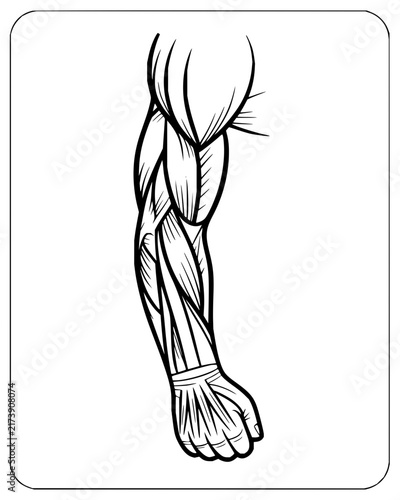 Muscular Human Arm Line Art Illustration with Detailed Anatomy
