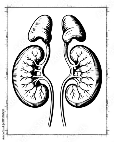 Anatomical diagram of human kidneys and adrenal glands in vintage black and white engraving style