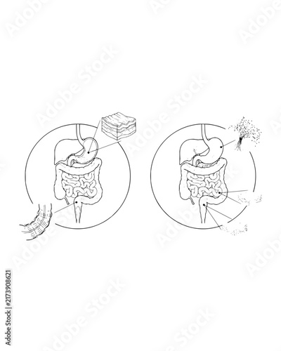 Human Gastrointestinal System and Stomach Tissue Microscopic View
