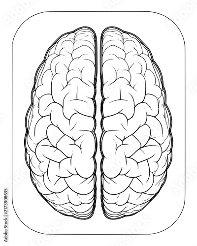 Top view of human brain illustration in black and white line art style for medical education