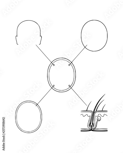 Skin Anatomy and Hair Follicle Structure Diagram