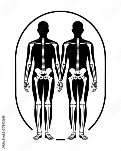 Human skeletal system illustration with silhouettes showing spine and pelvis in vector line art
