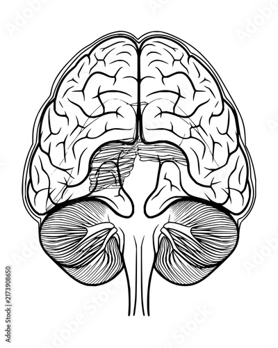 Ventral view of human brain with cerebellum and brain stem line art vector illustration